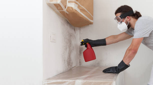 Professional Black Mold Removal technician working in Golf, IL